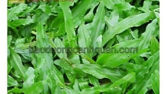 Nhà vườn bán cỏ nhung Nhật uy tín KV HCM, Đồng Nai