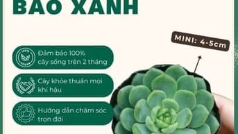 Sen Bánh Bao Xanh Mini 4-5 cm 