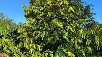 Bán đất vườn sầu riêng mặt hồ siêu đẹp