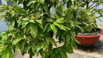 BÁN CÂY CẢNH GIÁ TỐT -Mai Tứ Quý & Mai Vàng Ghép-Bồ Đề Bông Sai 