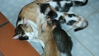 Cho tặng mèo ta dưới 3 tháng tuổi