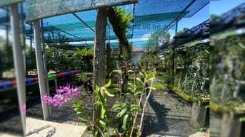 BÁN ĐẤT LỚN – VỊ TRÍ ĐẸP TRUNG TÂM TP. THỦ DẦU MỘT – ĐƯỜNG HỒ VĂN CỐNG