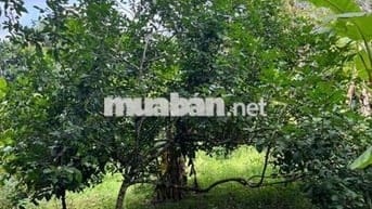 Cần bán 4000m2 Kim Long có 80 Thổ cư mặt tiền 83m măt tiềnđường nhựa