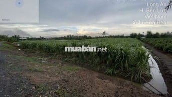 Cần bán đất gần kênh Thị Lái, ấp 8 xã Lương Hoà, Bến Lức, Long An.