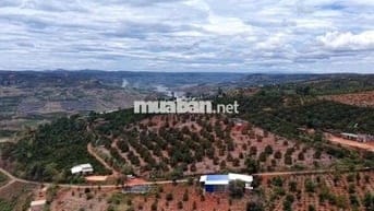 Vườn sầu riêng 1000m² 80mONT chỉ 760 triệu Đan Phượng Lâm Hà