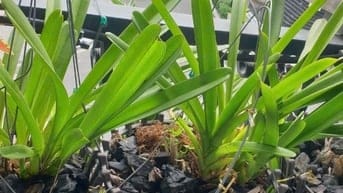Bán Lan kiếm như hình giá 250K tại vườn nhà,