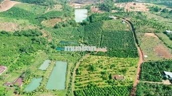 BÁN GẤP LÔ ĐẤT SÀO CÓ SẴN CAFE ĐANG THU HOẠCH