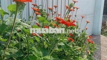 Bán nhà xã Quy Đức, Bình Chánh, Hồ Chí Minh