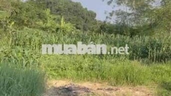 Bán 1500m2 Đất Mặt Tiền Kinh Doanh