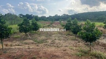 CHÍNH CHỦ KẸT TIỀN BÁN GẤP VƯỜN TRÁI CÂY 1000M2 GIÁ 250 TRIỆU