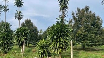 GẤP BÁN MẢNH VƯỜN HƠN 2000m2 GIÁ 450 TRIỆU