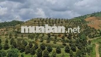 🔥 Bán Vườn Sầu Riêng Cá Nhân - Đang Cho Bói, View Săn Mây-Giá Tốt 🔥