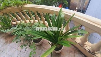 Nhà Ngõ Oto Lý Nam Đế Hoàn Kiếm 21,5Ty 60m2 mặt tiền 5m hai mặt Thoáng