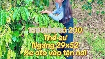 chính chủ đang nợ ngân hàng bán gấp mãnh vườn trả nợ