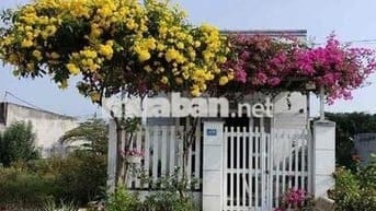 Tặng dàn hoa giấy. Bán nhà hóc môn 4x15 giá 310 triệu sổ hồng riêng.