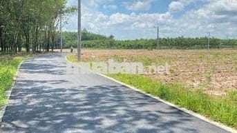Ngộp tài chính cần bán lô đất thổ cư 200m2 Dầu Tiếng, giá ngộp 199tr