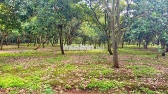 Chủ ngộp thở oxi cần bán lô đất vườn trái cây 2,7ha giá 139tr/xào