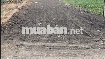 Chính chủ bán đất SHR 186m2 tại Hoà Khánh Nam, Đức Hòa, Long An 1,5 tỷ