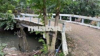 BÁN NHANH MẢNH VƯỜN XOÀI ĐANG CHO THUÊ