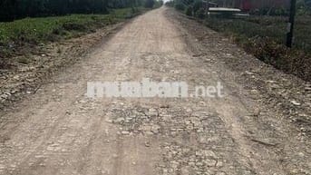 Bán gấp 1 mẫu đất thổ + vườn mặt tiền kênh Tràm Mù DH41 Tiền Giang