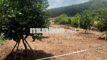 Cần bán gấp vườn mít 1000m2 giá 200tr