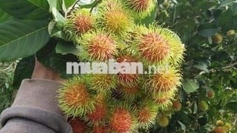 Bán Gấp Lô Đất Vườn Trái Cây Tại Quang Trung, Thống Nhất, Đồng Nai