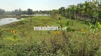Bán đất nông trường Thành Tô - Hải Phòng 200 ha