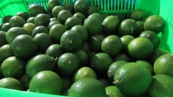 BÁN 7 ha, ĐẤT ĐANG TRỒNG CAM, BƯỞI, GẦN THỦY ĐIỆN TRỊ AN - ĐỒNG NAI