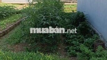 Bán Đất - Yên Ninh(Hiền Ninh) - 42M2 Full Thổ Cư - 1,6 Tỷ