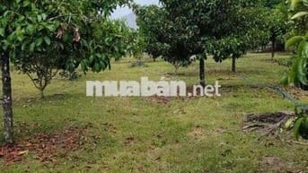 🌳 Chính chủ cần bán 1000m² vườn cây ăn trái ngay trung tâm phường Bình