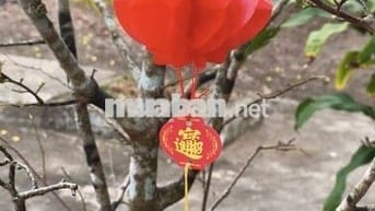 Chính chủ, nhà mặt tiền Quốc lộ 54 ngay thị trấn, có sổ đỏ