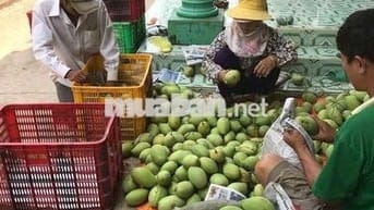 Gần 1 héc-ta vườn cây ăn trái, có sẵn nhà cấp 4