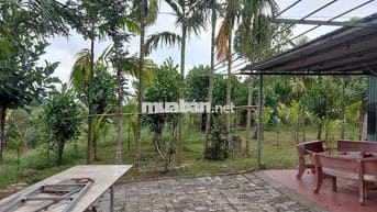 Bán đất vườn mặt tiewfn đường nhựa 5m. Ngay sau sân gol bà nà hill