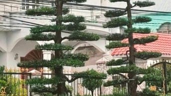 Ấp Mỹ Thạnh A,Xã Long Tiên,Huyện Cai Lậy, Tỉnh Tiền Giang 