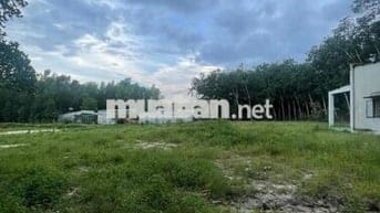 ĐẤT LAI HƯNG 85, GIÁ CHỈ 12,5tỷ, RẺ NHẤT BÀU BÀNG