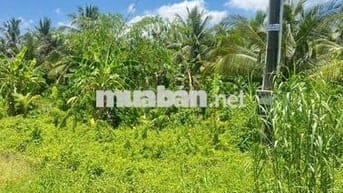 Đất thổ cư Ngãi Tứ  huyện Tam Bình, tỉnh Vĩnh Long