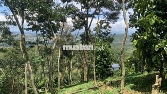 Bán đất vườn 7800m² view đẹp+ cây ăn trái, sưa đỏ- chỉ 8km TP Bảo Lộc