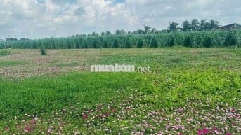 Đất đẹp đầu tư Ven biển Tân thành Gò Công Tiền Giang 117m2 chỉ 720tr
