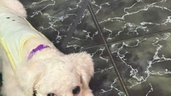 Bán chó poodle đực mới cạo lông máu