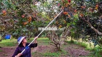 BÁN GẤP LÔ ĐẤT VƯỜN CÓ SẴN THỔ CƯ