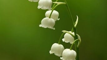 Phụ nữ trung niên, trình độ thạc sĩ nhận tư vấn tâm lý