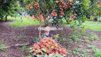Cần bán miếng vườn chôm chôm sẵn thổ cư