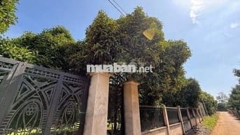 Đất vườn rộng sẵn vườn cây siêu đẹp nằm gần Sân Bay Quốc Tế Long Thành