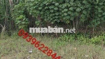 Cần bán đất nền chính chủ thổ cư 100%