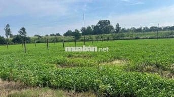 Bán đất sổ hồng riêng ở Bình Mỹ Củ Chi