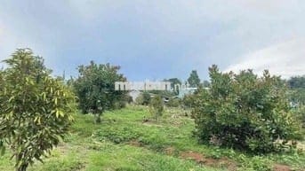 Cần bán mảnh đất vườn 1000m2 giá 650tr có SHR