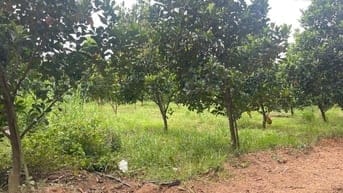CHú 2 bán lô đất có trái cây sẳn mặt tiền đường nhựa giá 380tr/250m2