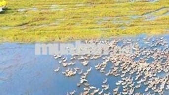 Siêu phẩm, chỉ 600tr sở hữu 1000m2 đất View Sông