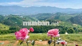 VIEW ĐỒI BÁT ÚP - KHU PHẠM HỒNG THÁI - ĐẠI LÀO TP.BẢO LỘC DT 1384M2