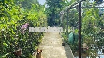Bán nhà đất ở Tân Túc- Bình Chánh